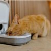Meal Automatic Pet Feeder with Timer and Ice Pack For Cats And Small Dogs, For use with Wet and Dry Food - Image 9