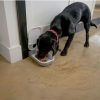 Meal Automatic Pet Feeder with Timer and Ice Pack For Cats And Small Dogs, For use with Wet and Dry Food - Image 10
